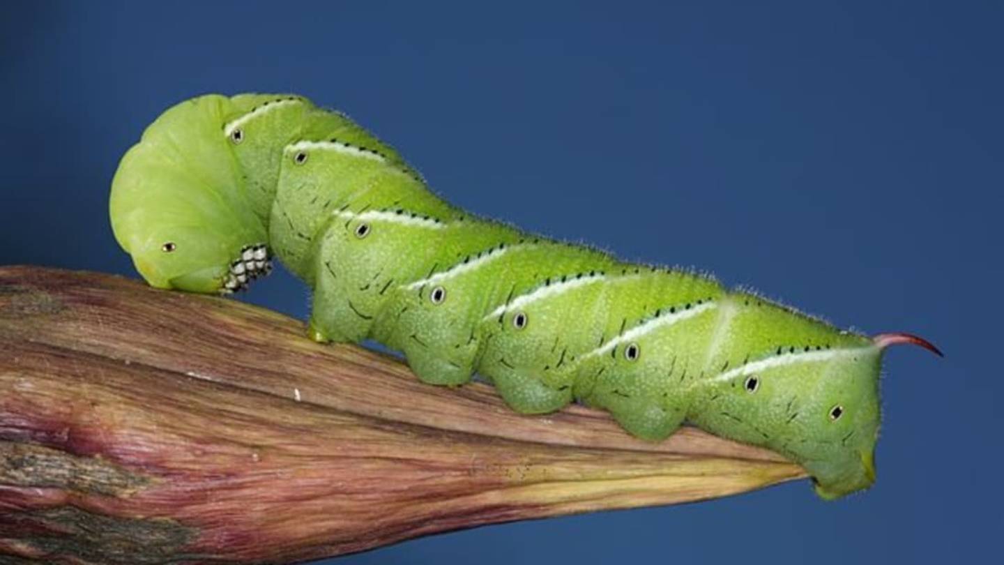 This Caterpillarâs Stink Breath Keeps the Spiders Away