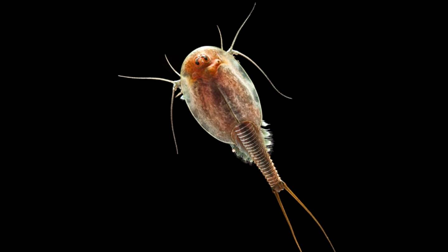 10 Trippy Facts About Triops