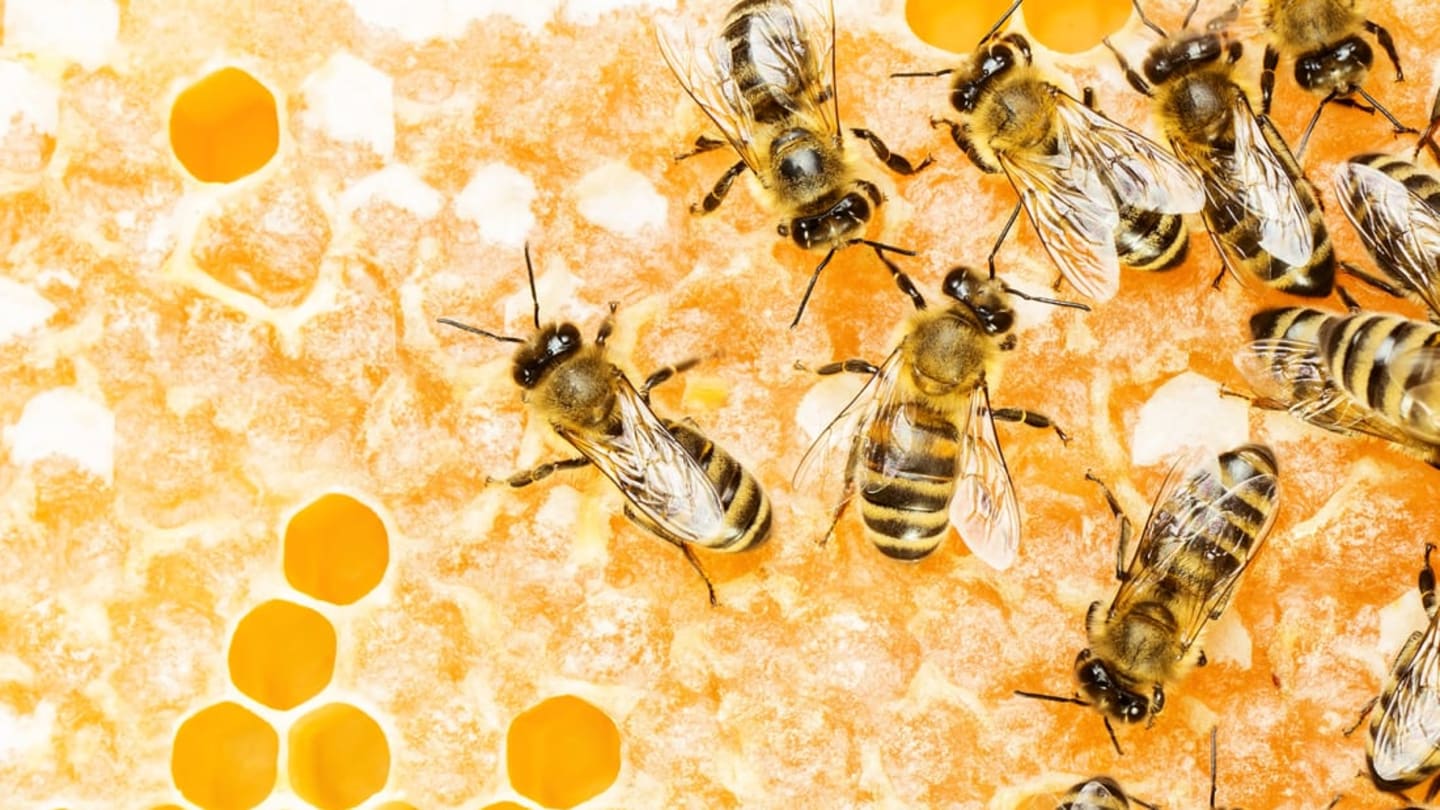 Scientists Think They Know What Causes Trypophobia, image size:1440x810