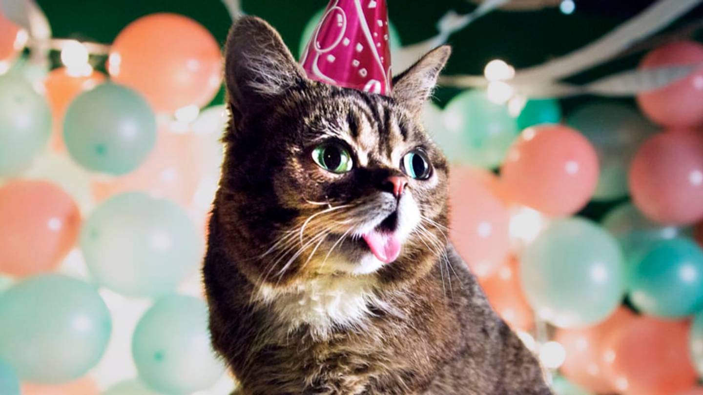 9 Internet-Famous Cats Who Were Adopted