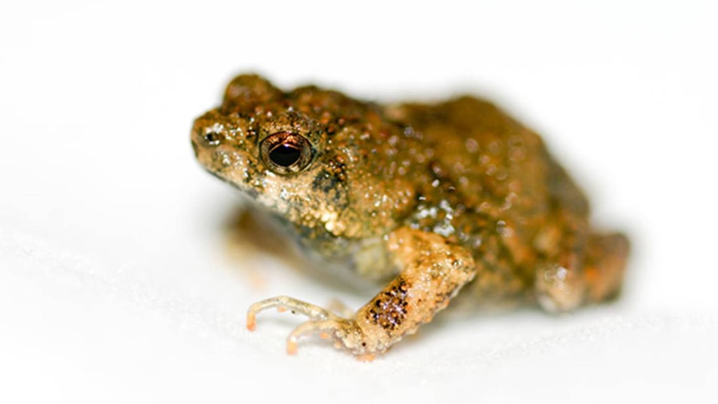 This Frog Escapes Danger by Running Toward It