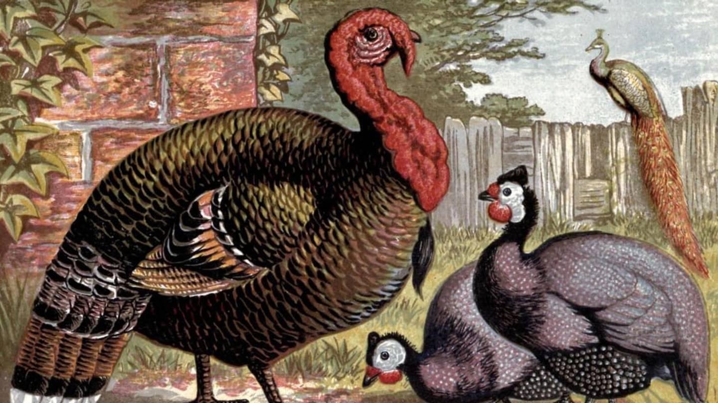 7 Facts About Turkeys
