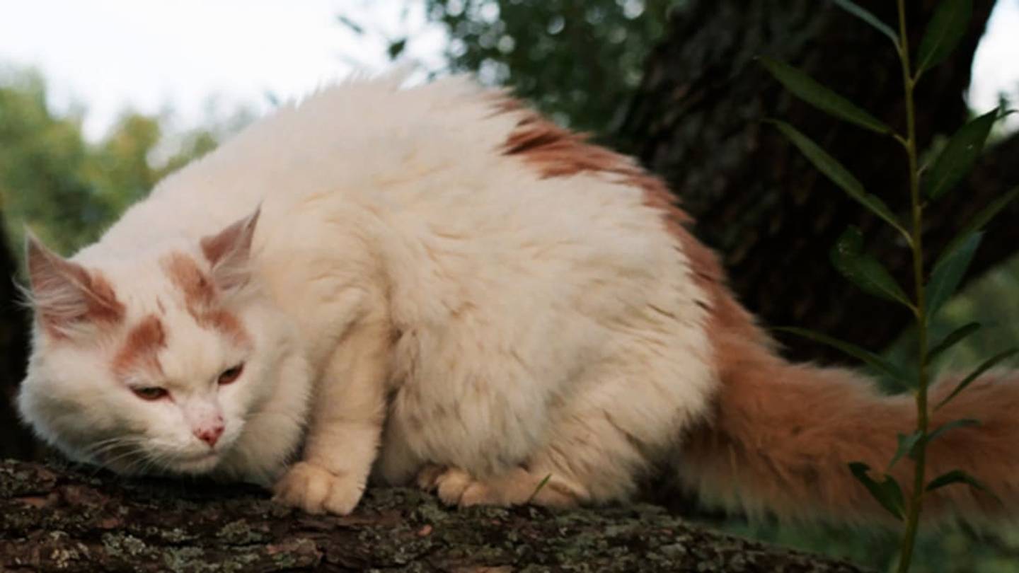 7 Facts About Turkish Van Cats