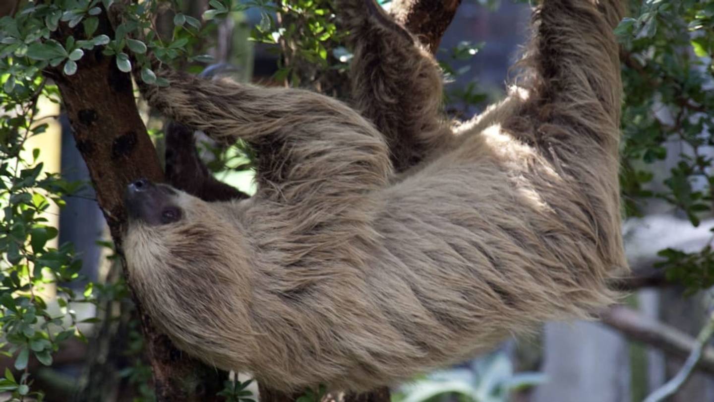 A Two-Toed Sloth Accidentally Hitched a 40-Mile Ride in a Truck's Engine Bay