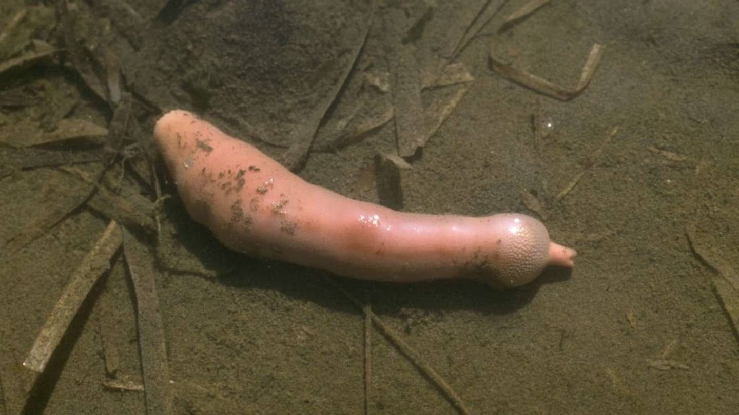 Need More Penis Fish In Your Life? A California Aquarium Has a Livestream