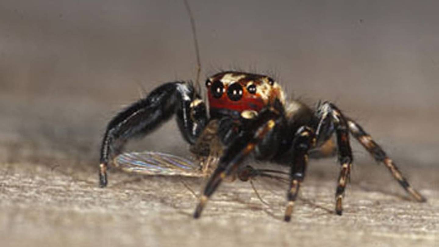 Meet the Vampire Spider