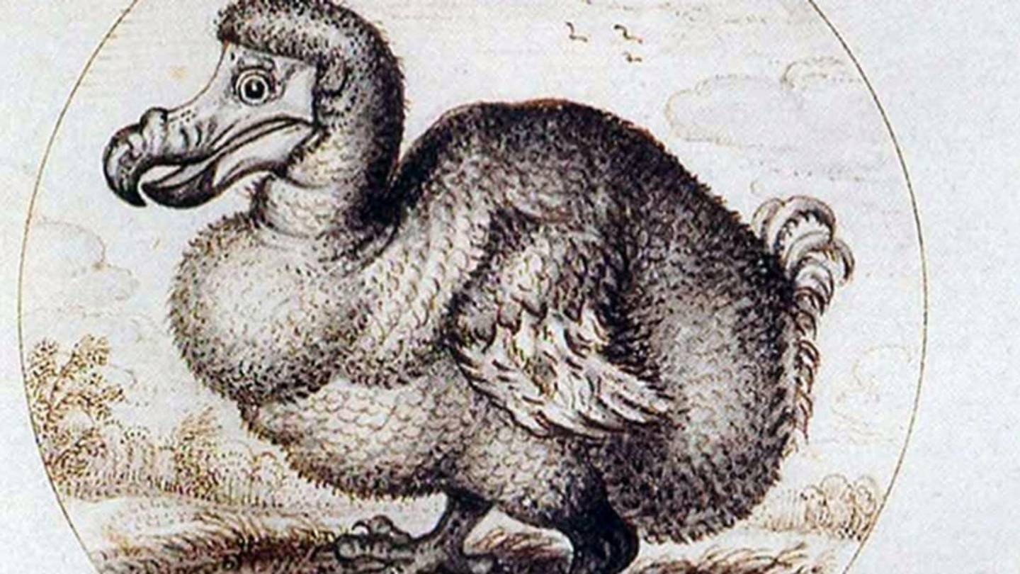 A Rare Dodo Skeleton Is Coming Up for Auction