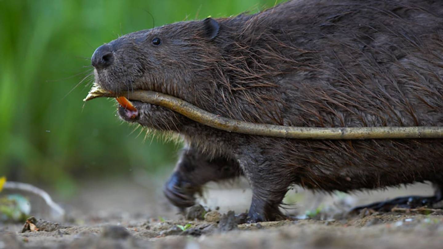 Beavers are 'Haunted' by the Ghosts of Hunters