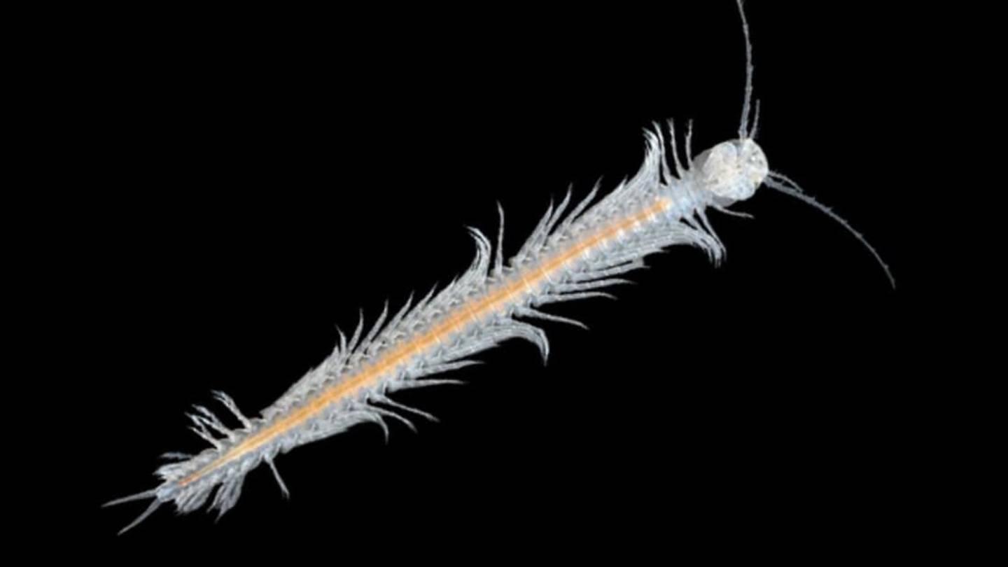 Meet the Worldâs Only Known Venomous Crustacean