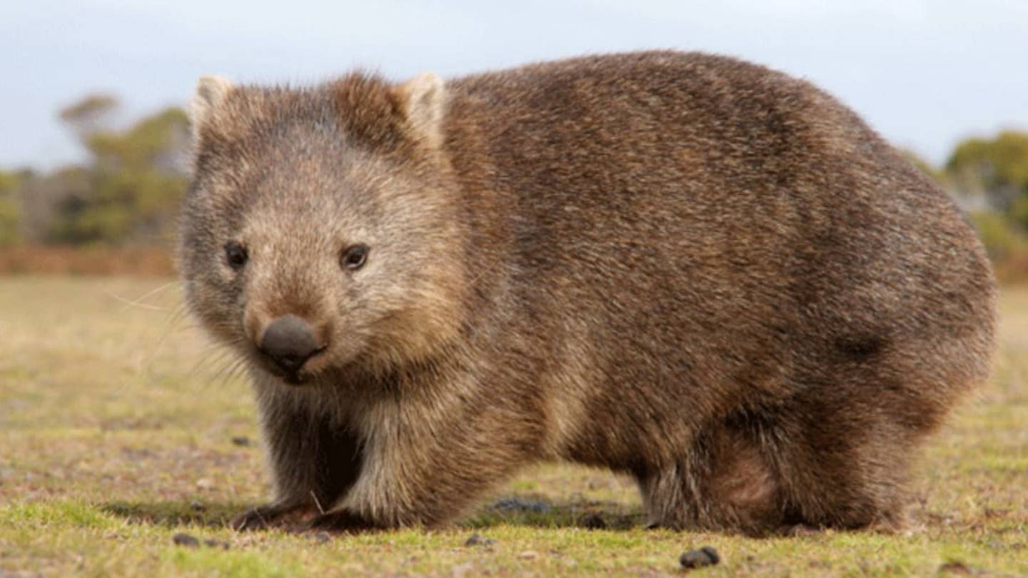 12 Wonderful Facts About Wombats