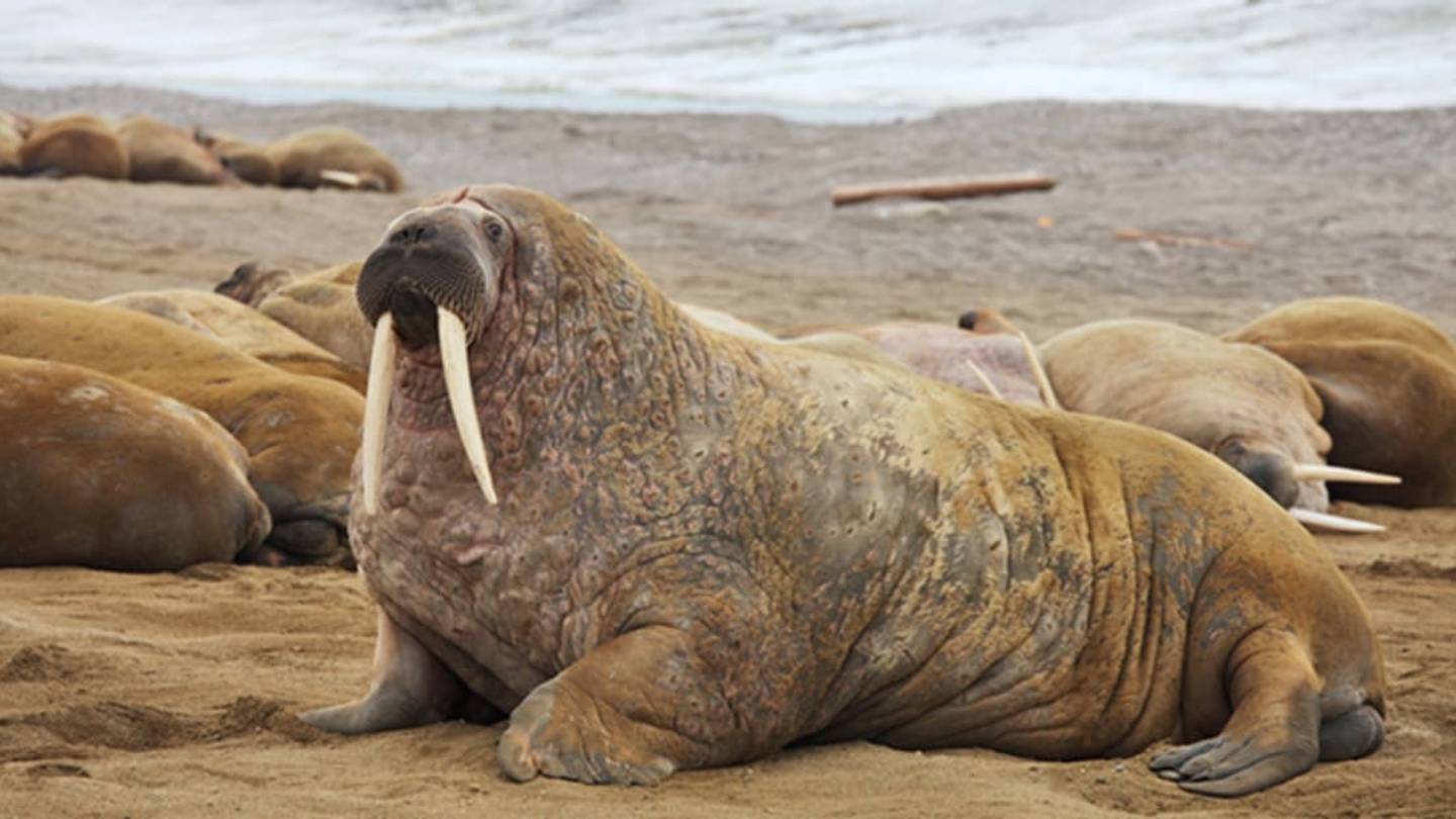 A New Database Tracks 160 Years of Walrus Hot Spots