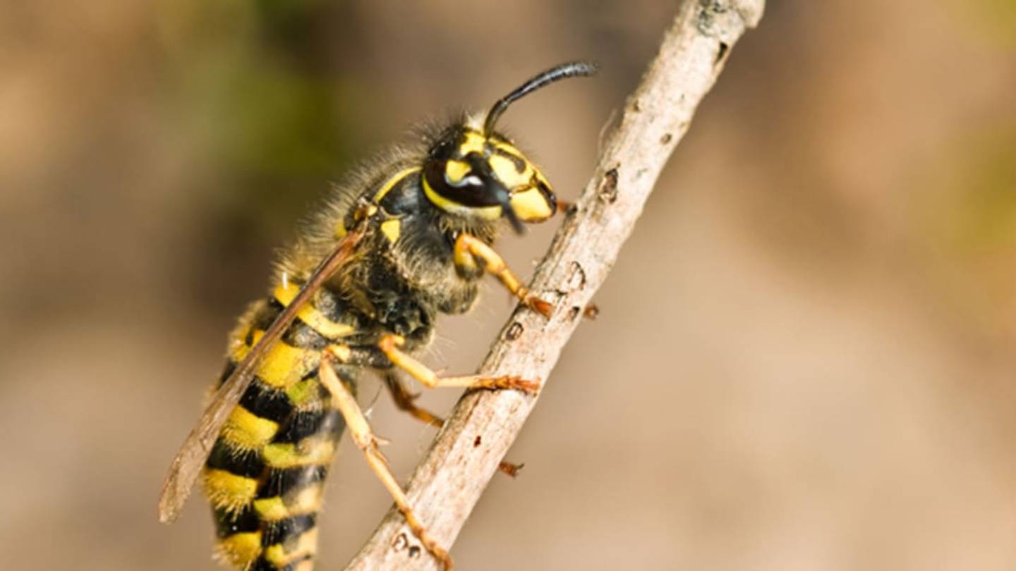 Brewer's Yeast Creates Love Nests in Wasps' Digestive Tracts