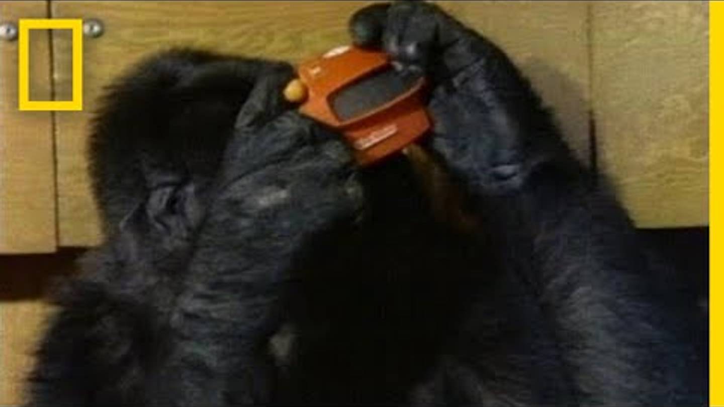 5 Fascinating Facts About Koko the Gorilla
