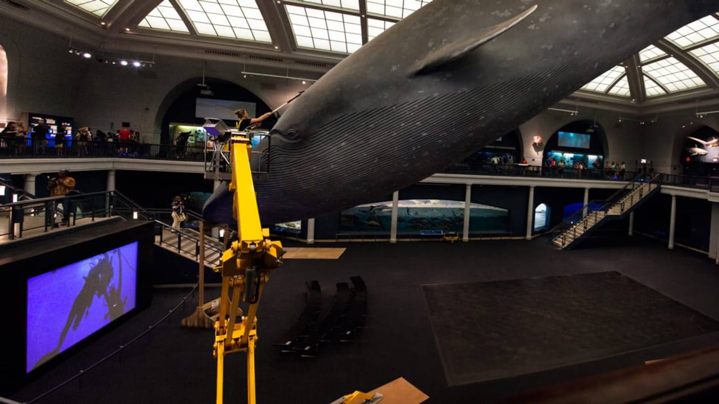 How to Clean a 94-Foot Blue Whale Model