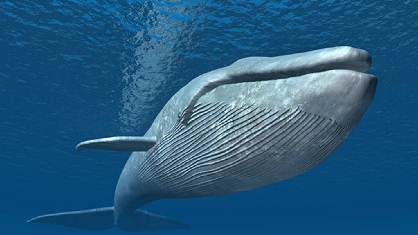 Watch a Rare Drone Video of a Blue Whale Feeding