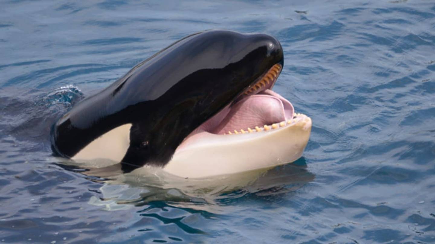 SeaWorld Will Stop Breeding Killer Whales in Captivity