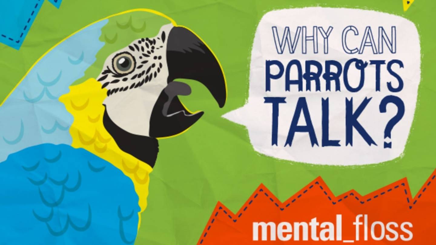 Why Can Parrots Talk?