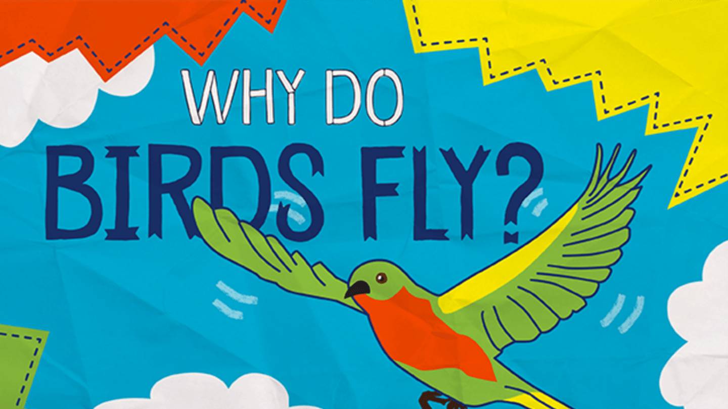 Why Do Birds Fly?