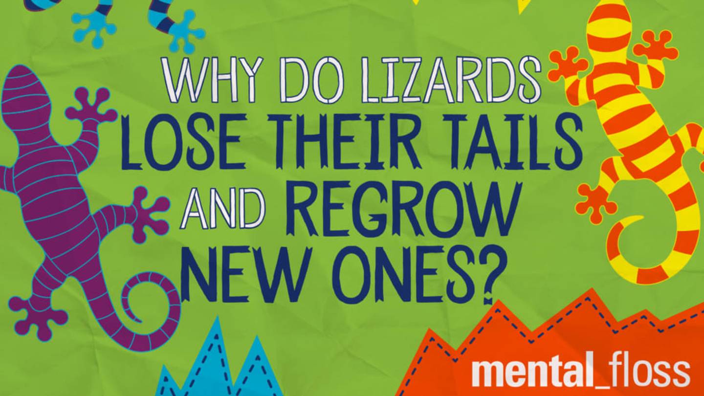 Why Do Lizards Lose Their Tails and Regrow New Ones?