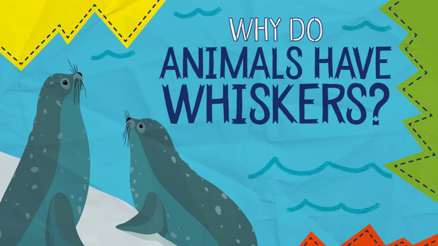 Why Do Animals Have Whiskers?