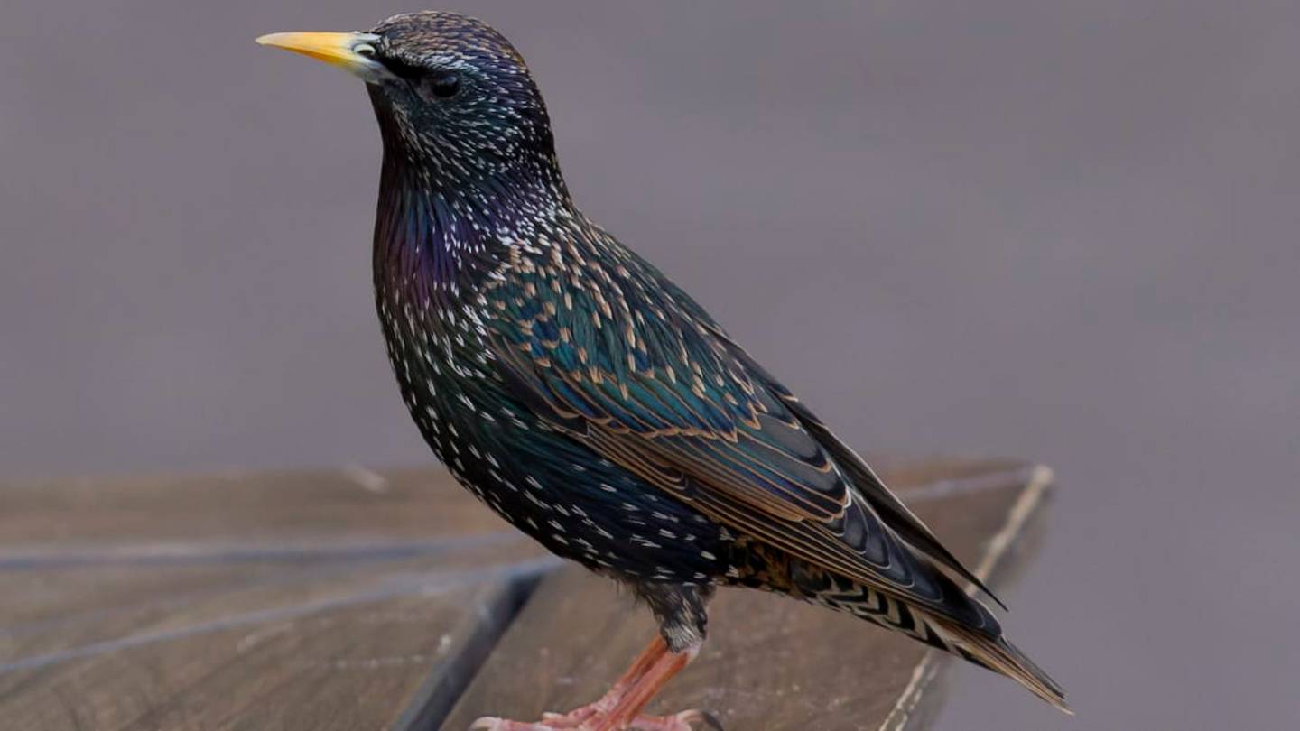 Scientists Study the Starling Invasion Unleashed on America by a Shakespeare Fan