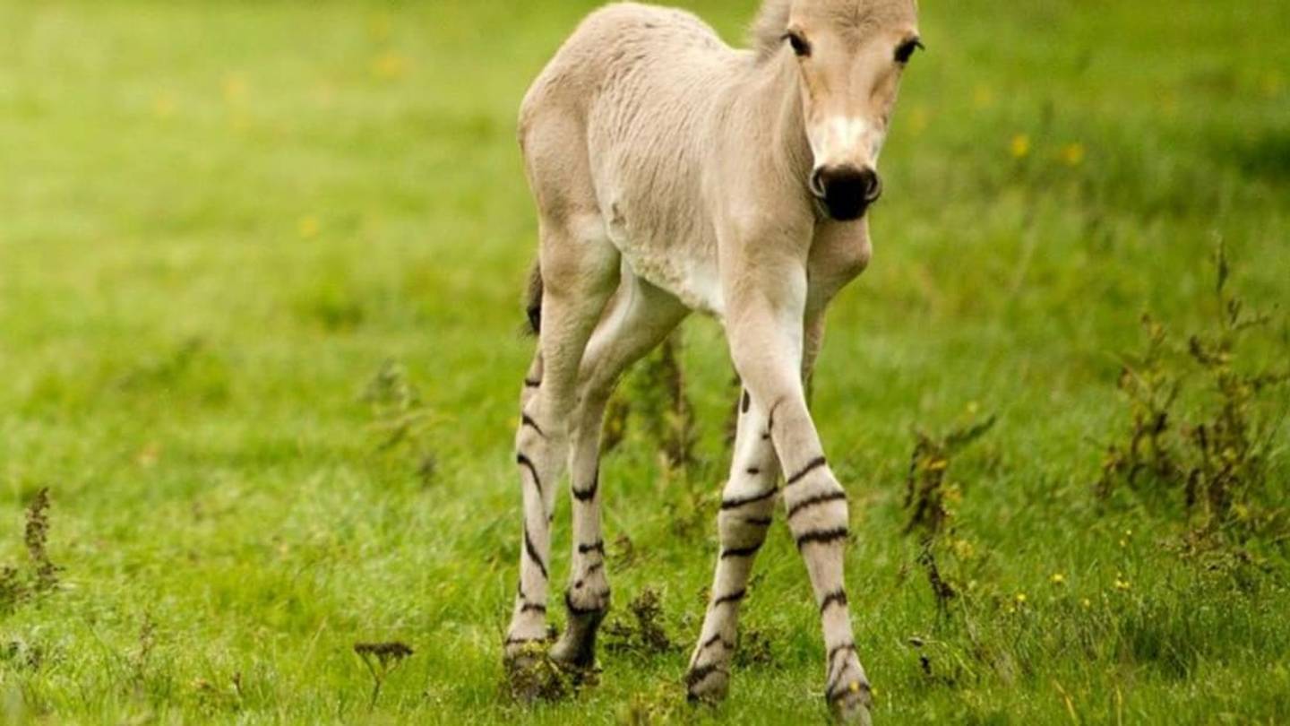 11 Endangered or Threatened Animals Just Born at Zoos