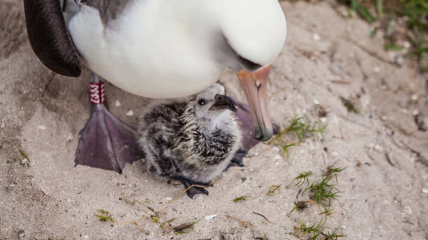 Worldâs Oldest Known Wild Bird, Wisdom the Albatross, Is a Mother Again