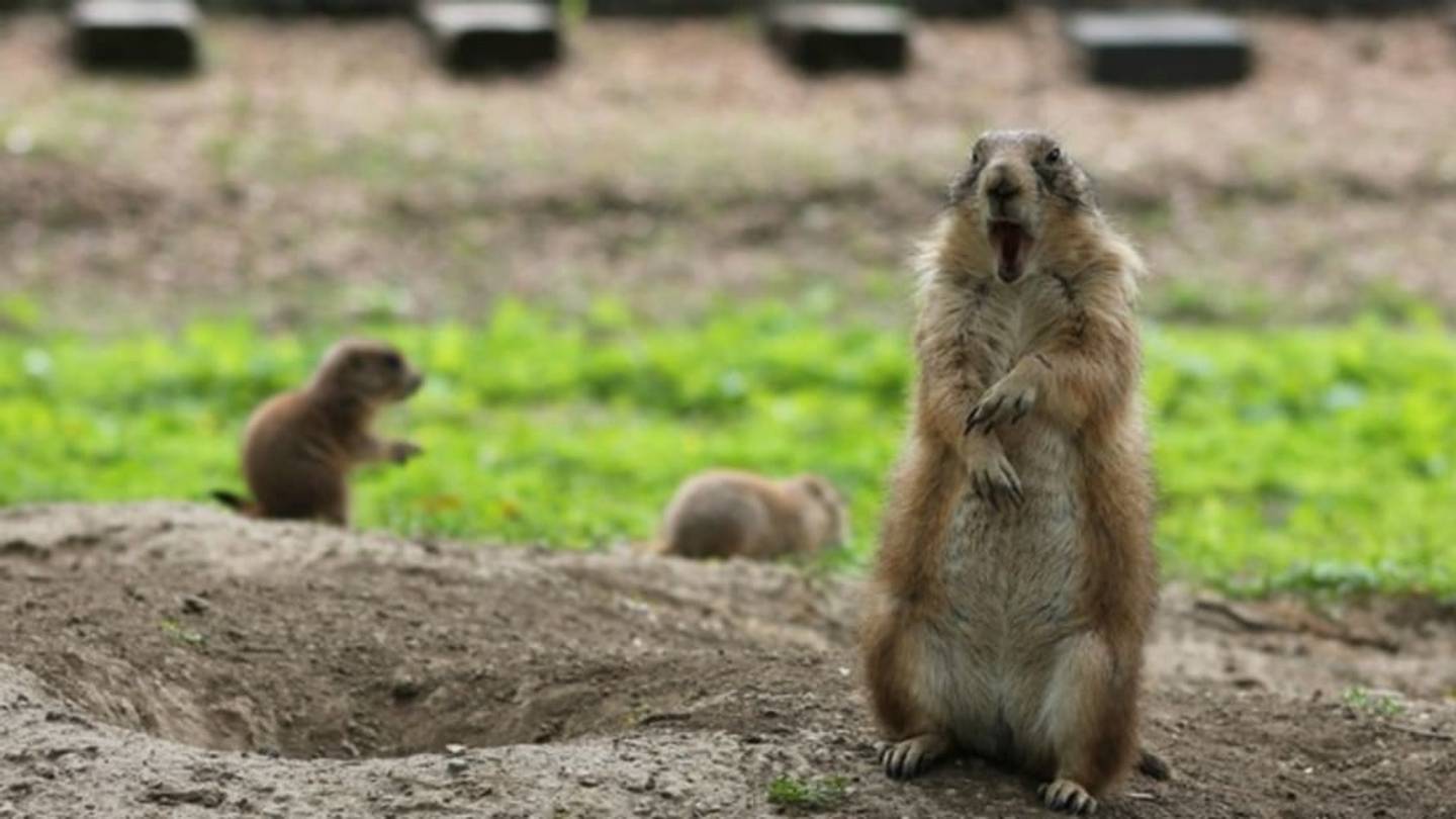 The Henry Doorly Zoo, Where Prairie Dogs Run Wild