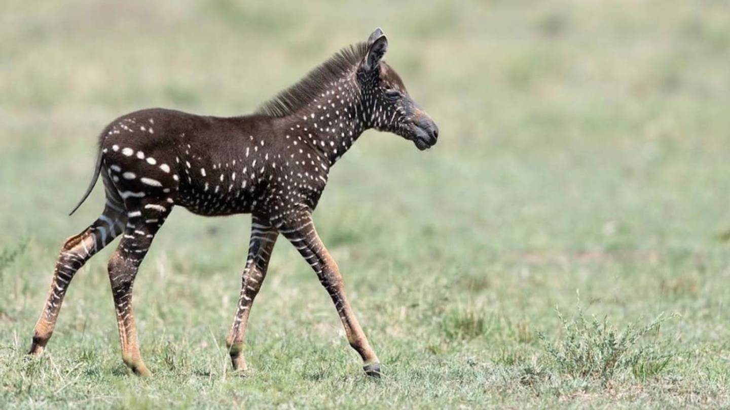 Photographer Captures Polka-Dotted Zebra Foal in Kenya