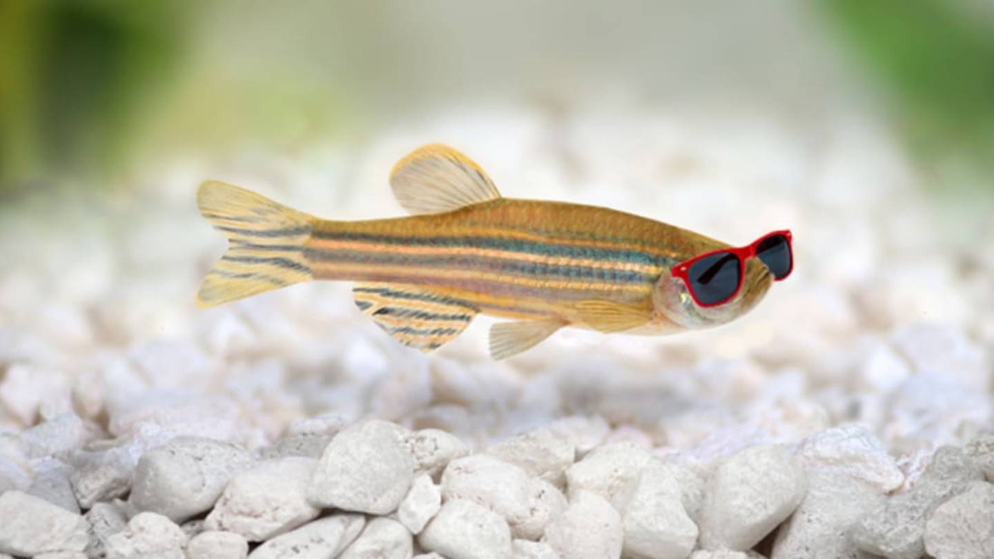 This Fish Makes Its Own Sunscreen