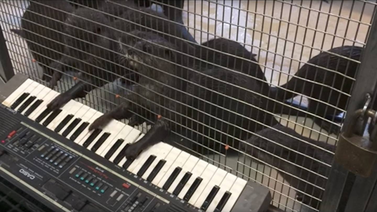 When the Smithsonianâs National Zoo Gave Its Animals Musical Instruments
