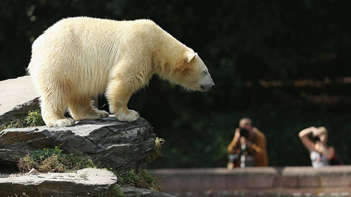 What Zoos of the Future Will Look Like, According to a Zoo Director