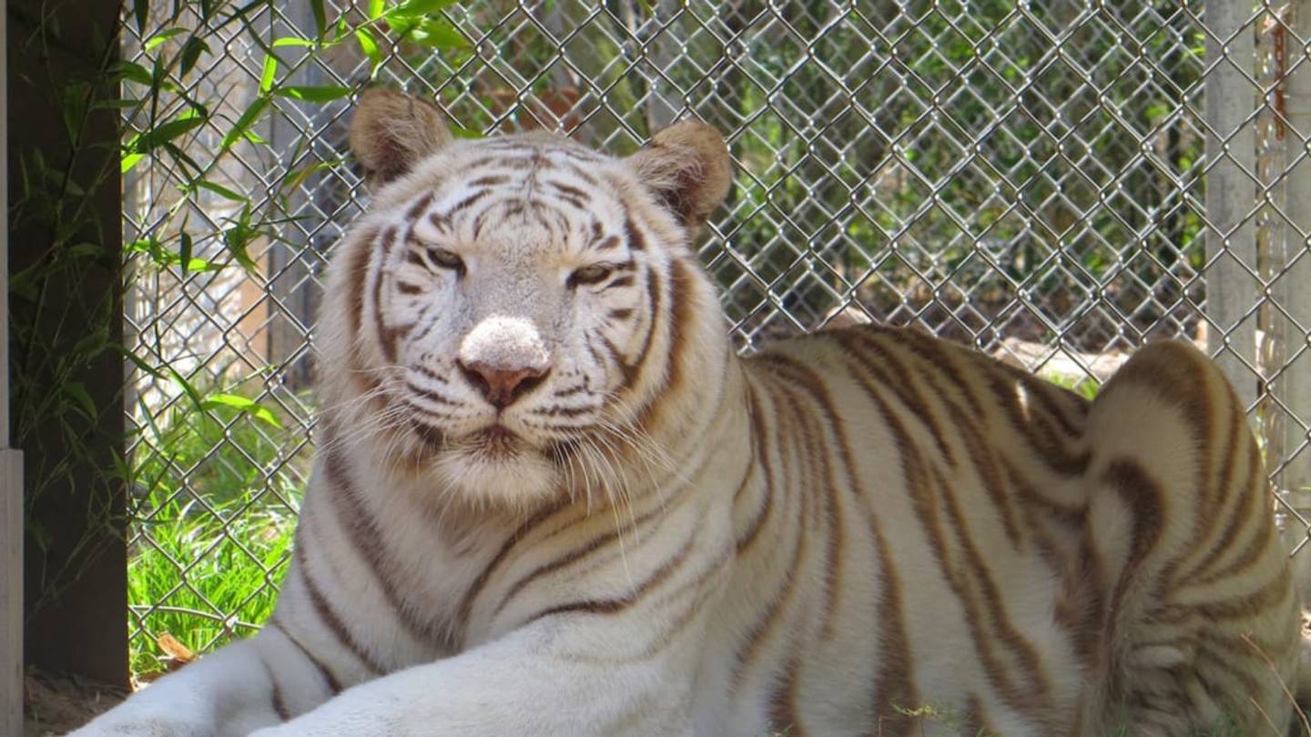 Thereâs a Zoo for Sale on Craigslist (Animals Included)
