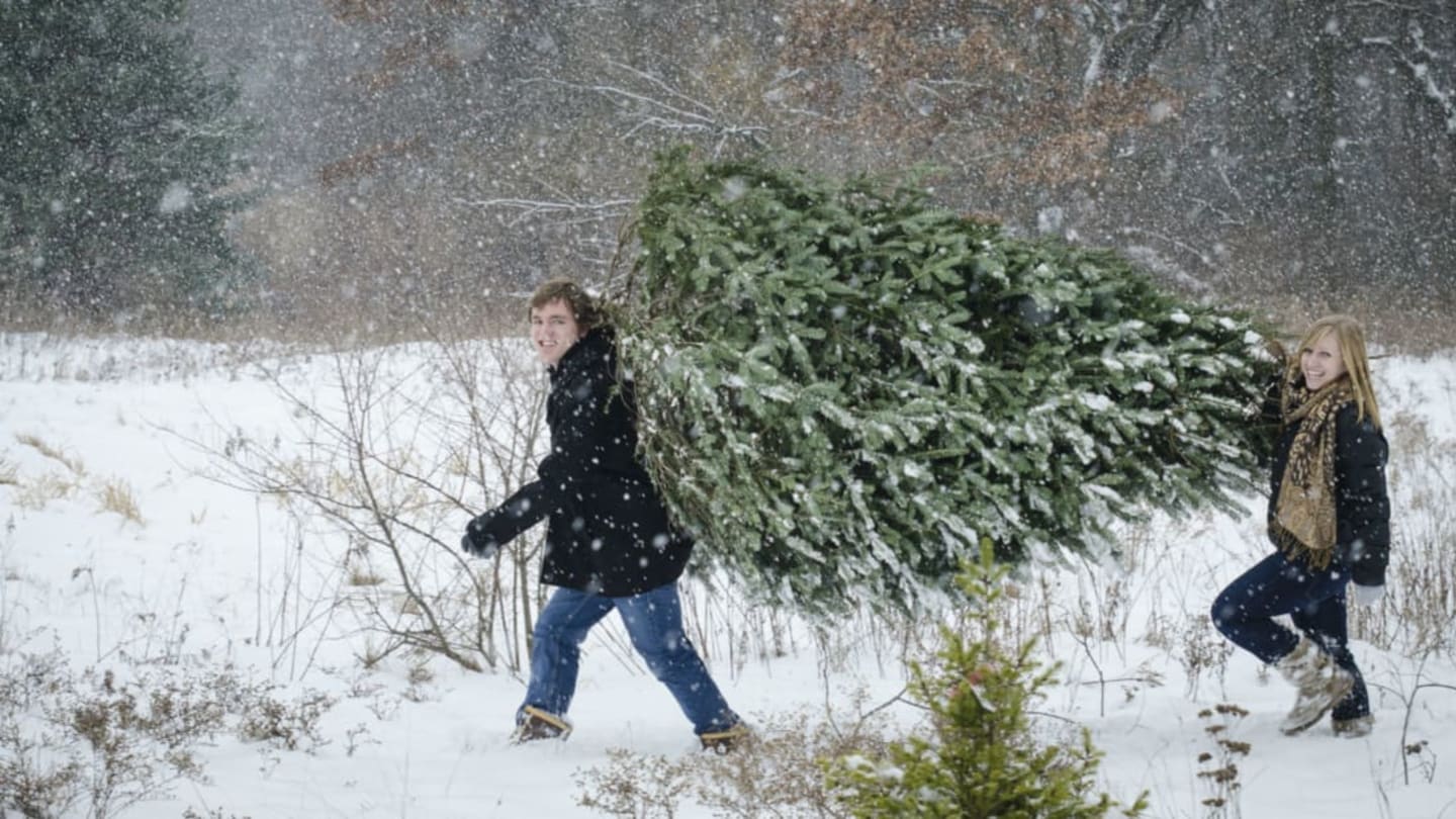 Ho, No Christmas Trees Will Be Expensive and Scarce This Year Mental