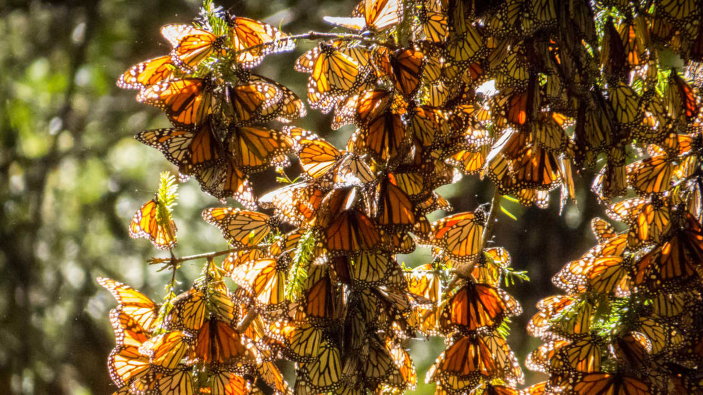 This Is What Millions of Monarch Butterflies Sound Like Mental Floss