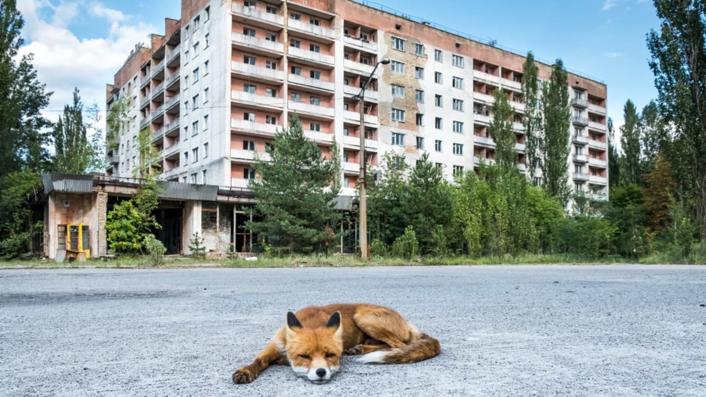 8 Facts About the Animals of Chernobyl Mental Floss