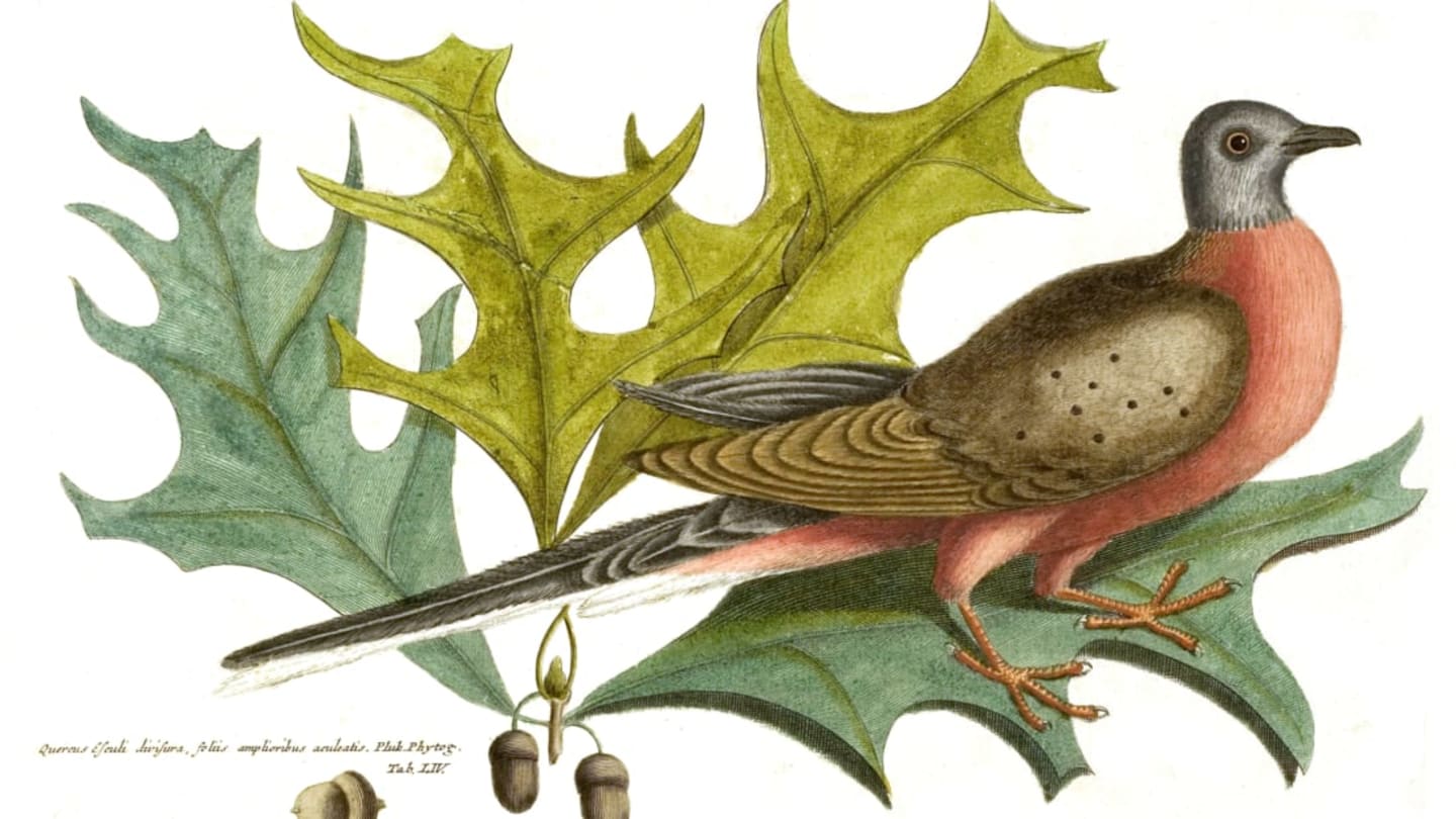 10 Facts About the Extinct Passenger Pigeon Mental Floss