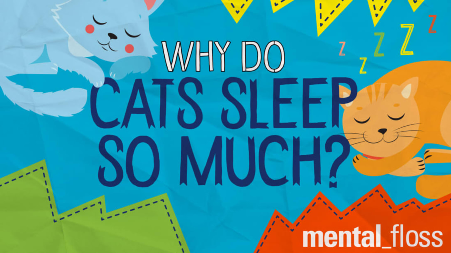 Why Do Cats Sleep So Much? Mental Floss