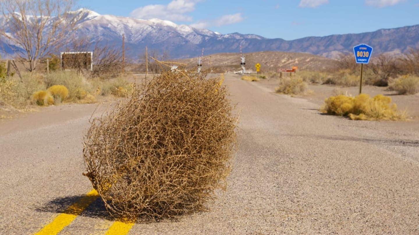 What plant makes a tumbleweed?