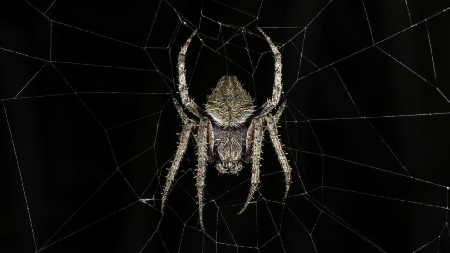 A Giant Spider Weaves Its Way Around the World - Worldcrunch