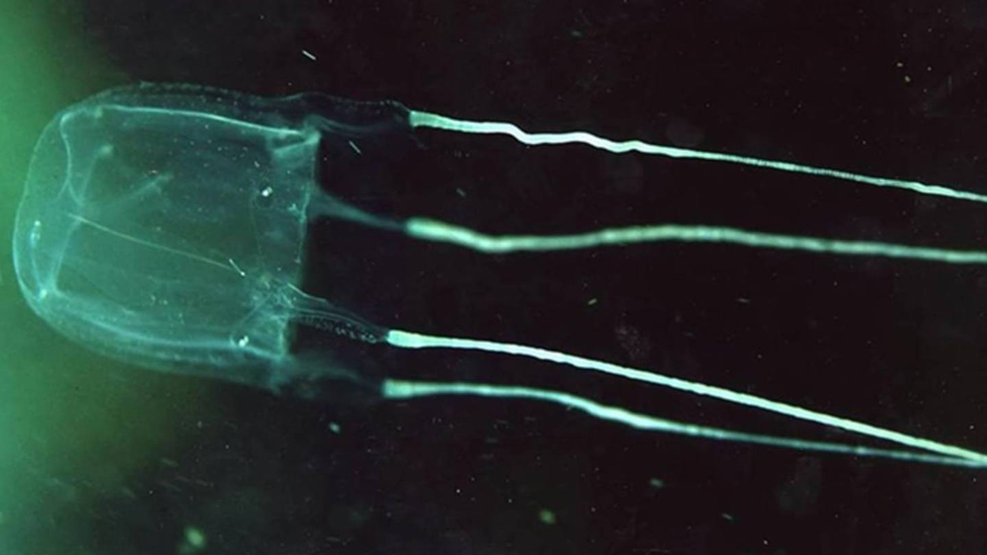 Пелагия ночесветка (pelagia noctiluca). Жало медузы. Пелагия ночесветка (pelagia noctiluca). Медуза пелагия ночесветка. Арктическая цианея.