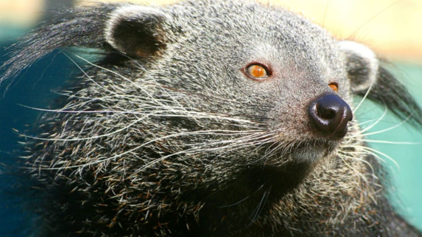 We Now Know Why Bearcats Smell Like Buttered Popcorn Mental Floss