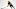 Pittsburgh Penguins Pittsburgh Penguins