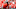 Liverpool's English striker Daniel Sturridge gestures while warming up ahead of the English Premier League football match between Liverpool and Leicester City at Anfield in Liverpool, north west England on September 10, 2016. / AFP / Paul ELLIS / RESTRICTED TO EDITORIAL USE. No use with unauthorized audio, video, data, fixture lists, club/league logos or 'live' services. Online in-match use limited to 75 images, no video emulation. No use in betting, games or single club/league/player publications. / (Photo credit should read PAUL ELLIS/AFP/Getty Images)