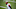 Odell Beckham Jr.