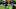 Seattle Seahawks