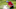 Honda Classic, PGA, PGA National Honda Classic, PGA, PGA National