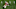 Georgia football