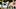 Houston Texans Houston Texans