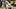 Seattle Seahawks